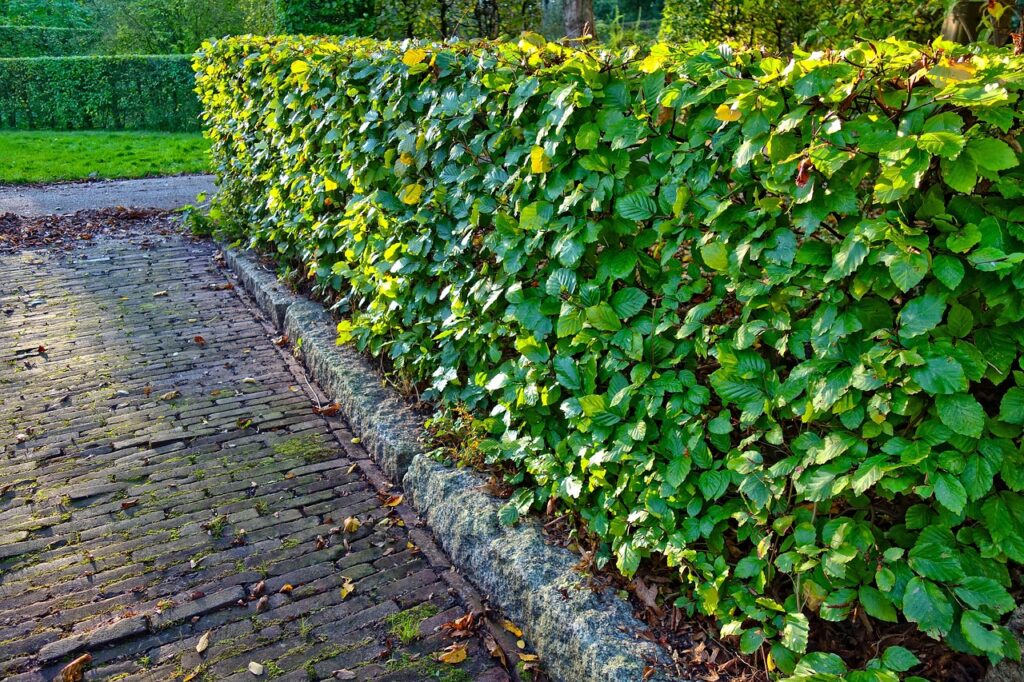 hedge, clipped, trimmed hedge, nature, design, garden, park, symmetry, green design